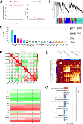 Figure 5 Results of WGCNA. (A) Selection of the soft threshold value. (B) Gene clustering tree and module division. (C) Gene number distribution in each module. (D) Heat map for correlation analysis between two modules. (E) Heat map of gene expression and inter-module correlation analysis. (F) Results of correlation analysis of trait modules. (G) KEGG results enriched by the blue modules.