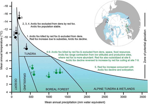 Figure 2. Observed interspecific interactions and population effects on the Arctic fox at different sites. In the graph, site locations are plotted in the temperature–precipitation environmental space (modified from Elger et al. Citation2012; Berteaux et al. Citation2017; data for Bylot Island from Zhang et al. Citation2013). The arrows indicate the estimated minimum increase in mean annual temperature since 1901 according to the IPCC (Citation2014). Despite increased temperatures, the climate remains characteristic of tundra in black-marked sites. Sites marked green are located in Fennoscandia, where climate conditions are marginal for the Arctic fox (although the placing of the sites in the boreal forest likely also reflects that the temperature–precipitation space is not sufficient to determine biomes). In the inset map, the blue area indicates the circumpolar distribution range of the Arctic fox (modified from Berteaux et al. Citation2017). The sites are: 1, Prudhoe Bay; 2, Northern Yukon; 3, Bylot Island; 4, South Yamal; 5, Finnish Lapland; 6, Varanger; 7, Vindelfjällen; 8, Borgafjäll; 9, Helags.