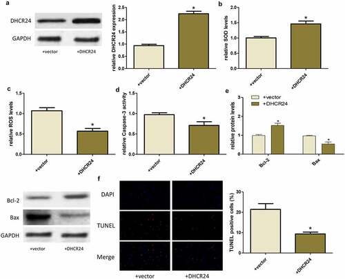 Figure 3. Up-regulation of DHCR24 inhibited H2O2-induced oxidative stress and apoptosis of A549 cells. (a) Western blot analysis of DHCR24 (‘*’ p < 0.05 vs. +vector, n = 3). (b) The levels of SOD in A549 cells were detected by SOD activity assay (‘*’ p p < 0.05 vs. +vector, n = 3). (c) The contents of ROS in A549 cells were detected by DHR-ROS test kit (‘*’ p < 0.05 vs. +vector, n = 3). (d) The Caspase-3 activity of A549 cells was detected (‘*’ p < 0.05 vs. +vector, n = 3). (e) Western blot analysis of Bcl-2 and Bax (‘*’ p < 0.05 vs. +vector, n = 3). (f) Results of TUNEL staining of A549 cells (200×) (‘*’ p < 0.05 vs. +vector, n = 3)