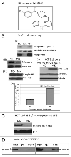 Figure 1 MK8745 is a selective inhibitor of Aurora A kinase. (A) Chemical structure of MK8745. (B) In vitro kinase assay. (i) Using plk peptide or Histone H3 substrate and purified Aurora A Kinase with (MK), without (ND) 500 nM MK8745 or with 500 nM AZD1152 (ABI). Phospho plk1 (S137), phospho H3 (S10) and Aurora A were detected by western blot analysis. (ii) Using purified Aurora A kinase as substrate with or without MK followed by western blot analysis for phospho (T288) Aurora A. (iii) Using Histone H3 as substrate and Aurora B kinase with or without MK followed by western blot analysis for phospho histone (Ser10) H3. (iv) Western blot analysis for phospho H3 (S10), Aurora A and tubulin in lysates of HCT 116 cells treated with MK for 24 h. (v) Flow cytometry analysis of HCT cells treated with (MK) or without (ND) MK for 24 h probed for MPM2, a mitotic marker. (C) Western blot analysis of HCT p53−/− cells overexpressing p53 treated with (MK) or without (ND) probed for phospho (Ser315) p53 and p53. (D) Coimmunoprecipitation of p53 with Aurora A and not with Aurora B in HCT 116 cells. All the results shown are representative of 3–4 independent experiments.