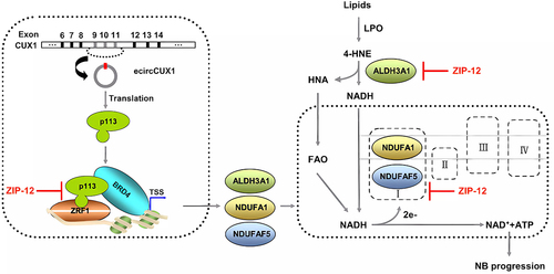 Figure 3. The mechanism of ecircCUX1 encodes P311 protein. p113, together with ZRF1 and BRD4, activates the transcription of NDUFAF5, NDUFA1 or ALDH3A1 to promote the conversion of fatty aldehyde to fatty acid and the β-oxidation, enhance the activity of mitochondrial complex I. This process promotes the occurrence and development of neuroblastoma. In addition, ZIP-12 blocks the p113-ZRF1 interaction and inhibits the progression of neuroblastoma [Citation25]. Copyright 2021 Springer Nature.