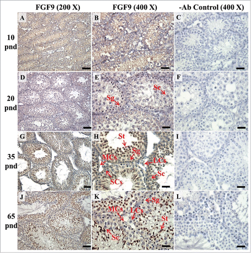 FIGURE 8. The expression pattern of FGF9 in postnatal mice testis. The expression pattern of FGF9 on postnatal days 10 (A and B), 20 (D and E), 35 (G and H), and 65 (J and K) in mice testis were detected using immunohistochemistry. The cell nucleus was labeled using hematoxylin. Control sections without a primary antibody treatment are arranged on right side of figures  8C, 8F, 8I, and 8L. The long arrow indicates the cell types as illustrated by the abbreviations: LCs, Leydig cells; MCs, myoid cells; SCs, Sertoli cells; Sg, spermatogonia; Sc, spermatocyte; and St, spermatids. Scale bar = 50 µm (200 ×) and 19 µm (400 ×). FGF9 pnd.