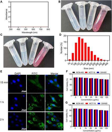 Figure 3 Stability and cytotoxicity of H-CeO2-PEG. (A) Absorbance spectra of H-CeO2-PEG. (B) Representative images of H-CeO2-PEG in different solution, (1) ddH2O, (2) PBS, (3) Ethanol, (4) DMEM culture. (C) Representative images of H-CeO2-PEG dispersed in different solution for 7 days, (1) ddH2O, (2) PBS, (3) Ethanol, (4) DMEM culture. (D) The particle size of H-CeO2-PEG dispersed in ddH2O for 7 days was analyzed by DLS analysis. (E) Representative cell uptake images of FITC-labelled H-CeO2-PEG at different time. (F) Relative viability of various types of cells after incubation with different concentrations of H-CeO2-PEG for 24 h; (G) Relative viability of various types of cells after incubation with different concentrations of H-CeO2-PEG for 48 h.