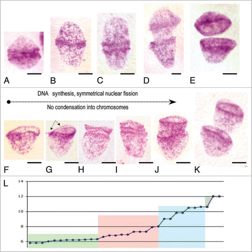 Figure 1 Symmetrical forms of amitosis in human fetal tissue. (A–E) “Kissing” bell symmetrical amitoses. Feulgen purple stained nuclei, arranged in order of separation of condensed DNA rings at the mouths of bell shaped nuclei. They are usually observed near midline of syncytia, but also as free single cells in earliest gestational samples, 5–7 wks [(A), brain 13 wks; (B) gut 5–7 wks; (C) brain 9 wks; (D and E) spinal cord, 9 wks]. (F–K) “Stacking cup” symmetrical amitoses. Feulgen purple stained nuclei, arranged in order of separation of condensed DNA rings at bell mouths. Usually observed throughout syncytia of 5–12 wks, but also as free single cells in post-syncytial phase, 12 weeks in fetuses to juvenile period. (L) Quantitative Feulgen estimates of DNA content (picogm DNA) as a function of average separation of condensed DNA rings at bell mouths for “stacking cup” symmetrical amitoses (as arrowed in ‘G’): Green area, separation by ∼1–2 µm; pink area, separation by ∼2–6 µm; blue area, separation ∼6–10 µm and olive area, separation 10 µm. DNA of condensed rings, ∼0.6 picogm, is doubled first in both forms of amitoses followed by ring separation [(F–I), brain 9 wks; (J) gut 5–7 wks; (K) spinal cord 9 wks]. Scale bar, 5 µm.