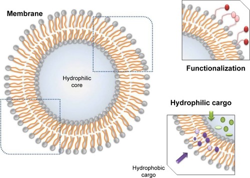 Figure 3 Localization and types of cargo in a liposome.Notes: Hydrophylic cargo is carried inside the core and the hydrophobic cargo within the membrane. The membrane can be conjugated with molecules for functionalization.
