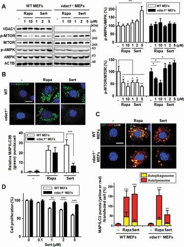 Figure 5. Biological validation using vdac1-knockout cells reveals that VDAC1 is a biological relevant protein target of Sert. (A) Western blot analysis of the levels of VDAC1, p-MTOR, MTOR, p-AMPK, AMPK, and ACTB in cells after each compound treatment for 30 min in WT MEFs or vdac1-knockout MEFs. The graph plots the quantification data is shown in (A). n = 3, *p < 0.05, **p < 0.01. (B) MAP1LC3 positive puncta (green) were increased by Sert (5 μM) treatment in WT MEFs, whereas vdac1-knockout MEFs treated with Sert did not induce autophagic vesicles formation. The cells were treated with Sert (5 μM) or Rapa (10 μM) for 24 h in HUVECs. And then, the cells were harvested, followed by treatment with MAP1LC3B (green) antibody for 1 h. Nuclei were stained with DAPI. Images were obtained from confocal microscopy. Quantification of data is shown in (B). Values are means ± SEM; n > 10 cells, ***p < 0.001; scale bar: 10 μm. (C) Autophagic flux evaluation in WT MEFs or vdac1-knockout MEFs using mCherry-GFP MAP1LC3 in the presence of each compound. Representative images of merged channels are shown; scale bar: 10 μm. Pearson coefficient for the colocalization analysis is shown. Quantification of data is shown in (C). Values are means ± SEM; n > 10 cells, **p < 0.01, ***p < 0.001. (D) Effect of Sert treatment on the proliferation of WT MEFs and vdac1-knockout MEFs. All cells were treated with Sert (0–5 μM) for 72 h, and cell growth was measured using an MTT colorimetric assay. N = 3, Values are means ± SEM. **p < 0.01, ***p < 0.001