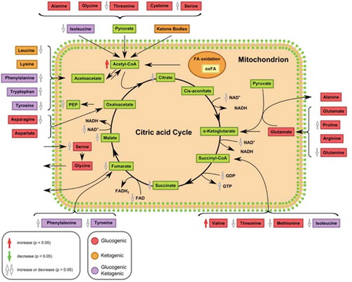 Figure 5. Changes in the citric acid cycle and catabolism of proteinogenic amino acids in HepG2 macroH2A1 knockdown (KD) versus control (CTL) cells. Amino acids are classified according to the abilities of their products to enter gluconeogenesis (glucogenic amino acids; red) or ketogenesis (orange) or lipid synthesis. Some amino acids are catabolized into both glucogenic and ketogenic products (purple). The chart has been generated using the proprietary interactive web-application for metabolomics data analysis Owl Stat App (http://rstudio.owlmetabolomics.com:8031/OwlStatApp/). Abbreviations: fatty acids (FA), nicotinamide adenine dinucleotide (NAD+, NADH), flavin adenine dinucleotide (FAD+, FADH2), guanosine diphosphate (GDP), guanosine triphosphate (GTP), phosphoenolpyruvate (PEP).