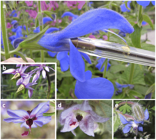 Figure 1.  Flowers as manipulators of pollinators. (A) Salvia ssp. flowers illustrate a mechanism adapted to pollinator behaviour, where access to the nectar, prevented on the lateral sides by fused corolla and calix, forces the animal (here modelled by a pen) to act on a lever mechanism that bends the two stamens, connected together at their midpoint, onto the back of insects, or onto the beak of birds. (B–E) Buzz-pollinated, salt-shaker-like flowers from unrelated families, respectively (B) Sowerbaea laxiflora (Asparagaceae), (C) Platytheca galioides (Elaeocarpaceae), (D) Thomasia macrocarpa (Malvaceae) and (E) Borago officinalis (Boraginaceae). Red arrows: poricidal opening.