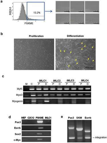 Figure 2. Clonal selection of PSKME cells and identification of iMLCs. (a) Representative images of sorted-single cells from SSEA3 positive PSKME cells (Blue line). The each single SSEA3 cell is plated on 96 well plate. (b) Phase-contrast images of single cells incubated in proliferation or myogenic differentiation media. Arrows indicate differentiated myofibers. Scale bar = 100 µm. (c) RT-PCR of myogenic-related genes of iMLCs incubated in proliferation or differentiation media. M, MEF; C, C2 C12; P, proliferation media; D, differentiation media. (d) Transgene silencing analysis. The PSKME expresses all the induced transcription factors. However iMLC show silencing of transduced genes. (e) Integration test. All the transgenes are integrated. SKM, Sox2, Klf4 and Esrrb.