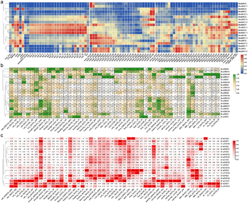 Figure 5. The expression patterns of BnaSROs in rapeseed based on transcriptome data. (a) The expression patterns of BnaSROs in different tissues or developmental periods of rapeseed. (b) The expression patterns of BnaSROs under salt, drought, freezing, cold, heat, and osmotic stresses, as well as under ABA and JA treatments, in rapeseed leaves and roots (c).