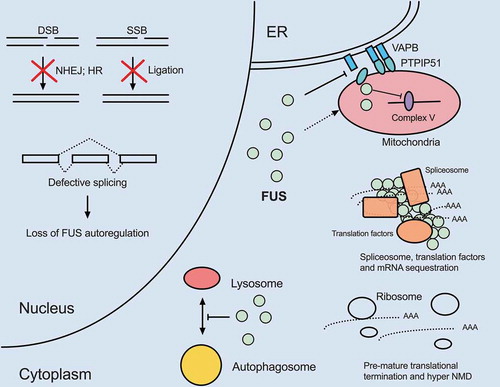Figure 2. FUS dysregulation compromises nuclear and cytoplasmic processes shared with TDP-43. Overexpression of wild-type or expression of mutant FUS appear to disrupt pathways similar to TDP-43 dysregulation. FUS localizes to mitochondria and disrupts respiratory chain complex V assembly and results in energy deficiency. FUS gain-of-function also disrupts VAPB–PTPIP51 interactions and promotes ER-mitochondria dissociation. FUS plays physiological roles in DSB and SSB repair. Therefore, loss of nuclear FUS due to cytoplasmic mis-localization compromises DDR and increases DNA damage. FUS also participates in splicing, especially autoregulation of its own transcript level. Loss of nuclear FUS impairs autoregulation and results in increased FUS mRNA production. Mutant FUS cytoplasmic aggregates sequester spliceosome, translation and NMD factors, leading to mis-splicing of introns, pre-mature translational termination and hyper NMD. Additionally, FUS aggregates sequester numerous mRNAs including nuclear-encoded mitochondrial mRNAs and represses their translation. Deficiency in these mitochondrial components further leads to mitochondrial impairment. Finally, overexpression of wild-type or expression of mutant FUS inhibits autophagosome-lysosome fusion