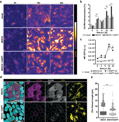 Figure 4. OLFM4 induction in STm-infected hITM depends on NOTCH signaling. Aa Representative fluorescent images of uninfected (mock) and STm-infected models, either treated (MOI 10 + DAPT) or not (MOI 10) with the NOTCH-specific γ-secretase-inhibitor DAPT at 0 h, 8 h, and 24 h post infection. OLFM4 mRNA levels were detected with HCR-FISH and visualized as intensity range in maximum projection images (n = 2). Scale bar: 20 µm. b Quantification of OLFM4 mRNA intensity per nucleus. OLFM4 mRNA-specific signal intensity was measured in fluorescent images. The mean intensity value was normalized to the number of nuclei and is shown as fold change (f.c.) (n = 2). Significance was calculated comparing the conditions within each time point via ordinary two-way ANOVA with statistically significant differences and Tukey’s multiple comparisons test with ****= p≤ 0.0001, ***= p≤ 0.001, **= p≤ 0.01, *= p≤ 0.05. Insignificant p-values are not displayed. cMFI of GFP per infected and uninfected IEC of mock- or STm-infected models, treated (+ DAPT) or not (MOI 10) with the NOTCH-specific γ-secretase-inhibitor DAPT at 0 h, 4 h, 8 h, 16 h, and 24 h post infection (n = 3 for mock and MOI 10, n = 1 for MOI 10 + DAPT; all technical duplicates). d 3D projection of representative images of HCR-FISH analyses at 24 h p.i. showing the expression of OLFM4 mRNA and protein in STm-infected cells in the untreated hITM (MOI 10) compared to DAPT-treated models (MOI 10 + DAPT). GFP expressing STm are shown in yellow, OLFM4 mRNA signals in magenta, OLFM4 protein expression in white and nuclear counterstaining with DAPI in cyan(n = 2). Scale bar: 20 µm. e Bar diagram depicting STm filament lengths in the infected untreated hITM (MOI 10) compared to the DAPT-treated hITM infected with STm (MOI 10 + DAPT) at 24 h p.i. Filament length was determined in fluorescent images by automated filament recognition via Imaris; filaments with < 2 µm were excluded from the analysis (n = 2). Data are presented as box-plot with Tukey Whiskers and significance was calculated by Mann–Whitney test with ****= p≤ 0.0001; two tailed. OLFM4: Olfactomedin 4, STm: Salmonella Typhimurium, MOI: multiplicity of infection, p.i.: post infection, hITM: human intestinal tissue model, IEC: intestinal epithelial cell, MFI: median fluorescence intensity.