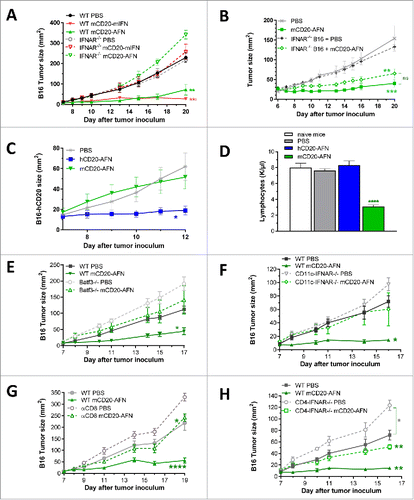 Figure 4. Antitumor efficacy of tumor-targeted AcTaferon depends on cDC1 and CTL. (A) Growth of B16-mCD20+ tumors in IFNAR1-deficient versus WT mice after 7 treatments with PBS or tumor-targeted mIFN or AFN (n = 5 mice per group). (B) Growth of B16-mCD20+ or B16-mCD20+-IFNAR−/− tumors in WT mice after 10 treatments with PBS or tumor-targeted AFN (n = 12 mice per group, pooled results of 2 different IFNAR−/− B16-mCD20+ clones). (C) Growth of s.c. inoculated B16-hCD20+ tumors in C57BL/6J mice after treatments with PBS, hCD20-AFN or mCD20-AFN. Shown is a representative experiment (n = 5 mice per group). (D) Lymphocyte counts in fresh EDTA-blood collected 1 day after the last treatment of mice represented in C. ‘Naive mice’ are tumor-free. (E) Growth of B16-mCD20+ tumors in Batf3−/− mice (lacking cDC1) and WT littermates after 6 treatments with PBS or mCD20-AFN (n = 7 mice per group). (F) Growth of B16-mCD20+ tumors in CD11c-IFNAR-deficient mice (lacking IFNAR in cDC1 and cDC2) and WT littermates after 5 treatments (n = 4 mice per group). (G) Growth of B16-mCD20+ tumors in CD8-depleted mice and controls after 6 treatments (n = 5 mice per group). (H) Growth of B16-mCD20+ tumors in CD4-IFNAR-deficient mice (lacking IFNAR in T lymphocytes) and WT littermates after 5 treatments (n = 4 mice per group). All results shown are a representative of two independent repeats. Shown are mean ± s.e.m. *P < 0.05, **P < 0.01, ***P < 0.001 and ****P < 0.0001 compared with PBS treated animals unless otherwise indicated; determined by two-way ANOVA with Dunnett's multiple comparison test.