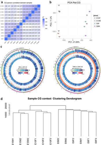 Figure 1. DNA methylome characteristics of chicken embryonic gonads: (a) CG methylation level Pearson correlation analysis. The varying shades of color represent the degree of correlation; (b) Principal component analysis (PCA) of DNA methylation at the genome-wide level; (c) genome-wide differences in methylation levels between sexes at E6 (left panel) and E10 (right panel). From outside to inside are male methylation level, difference in methylation level between males and females, and female methylation level, respectively; color grading indicates the methylation level; (d) dendrogram clustering of CG methylation levels in each sample. The closer distance, the higher similarity among them.