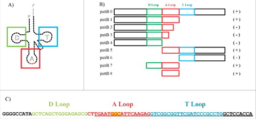 Figure 4. Sequence of tRNAAla gen and schematic representation of deletions tested in the integration assays. A. Two-dimensional representation of a tRNA, where the colored boxes represent the segments in the deletion constructs corresponding to the D (green), anticodon (red) and T (blue) stem/loops. B. Deletion mutant constructs pattB 0 to pattB 8. Green, red and blue boxes represent the length and location of the tRNAAla gene D, A and T loops fragments included in the different constructions. Signs at the right of each construct indicate whether they are functional (+) or not (−) in integration. C. Nucleotide sequence of the tRNAAla gene adjacent to the ICEAfe1 integrase orthologs. Yellow highlighted nucleotides corresponding to the anticodon region. Underlined nucleotides represent direct repeats present in the attL, attR, attB and attP regions. Red nucleotides correspond to the anticodon stem/loop.