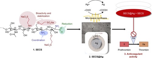 Figure 1 Scheme representing the workflow in the article, starting from the synthesis of sulfoethyl chitosans (SECSs), their application as capping and reducing agents for silver nanoparticles (SECS@Ag), and the assessment of the products in anticoagulant assays.