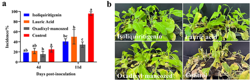 Figure 6. Pot control effect of isoliquiritigenin, lauric acid and oxadixyl·mancozeb against TBS. (a) The TBS incidence of Yunyan87 inoculated with P. nicotianae for 4 and 11 days after treatment with two compounds and oxadixyl·mancozeb. (b) TBS symptoms in tobacco plants 11 days post-inoculation with P. nicotianae after treatment with three compounds and oxadixyl·mancozeb. Different lowercase letters marked on the column indicate significant differences between groups at p < 0.05; the error bars represent the standard deviation of three repetitions.