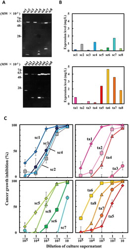 Figure 2. Expression of 16 hEx3 variants in Escherichia coli and their growth inhibition effects against epidermal growth factor receptor (EGFR)-positive TFK-1 cells. Expression levels were estimated by western blotting analysis of culture supernatant (a, b). Diluted culture supernatants of E. coli transformants and T-LAK cells were added to TFK-1 cells (T-LAK:TFK-1 ratio, 5:1) (c).