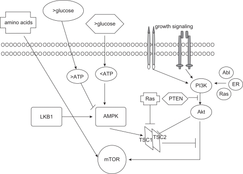 Figure 2 mTOR upstream pathway. Amino acid, glucose levels, growth factors, and genes, such as Bcr-Abl and Ras, induce activation of the PI3K/Akt pathway and consequently of the mTOR. The Akt pathway is inhibited by PTEN and LKB1 through the TSC1–TSC2 complex.