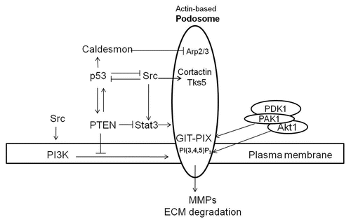 Figure 2 Proposed mechanisms for anti- and pro-podosome formation mediated by p53 and Src, respectively. p53 suppresses podosome formation in VSMC by upregulating caldesmon and PTEN. Caldesmon acts as a podosome antagonist by inhibiting Arp2/3-mediated actin polymerization. Both PTEN protein- and lipid-phosphatase activities contribute to podosome suppression by downregulating the Src-Stat3 and Src-PI3K-Akt pro-podosome and invasion pathways. Membrane receptor tyrosine kinases activate Src, which induces podosome formation and cell invasion by phosphorylating podosomal proteins such as cortactin and Tks5/FISH. Activation of PI3K by receptor tyrosine kinases or Src increases PI(3,4,5)P3, which together with GIX-PIX recruit the Akt-PAK1-PDK1 ternary complex to sites of podosome biogenesis at the plasma membrane. Activated Akt and PAK1 proceed to modulate regulatory proteins engaged in podosome dynamics. While p53 and Src mutually antagonize each other, a positive feedback loop appears to exist between p53 and PTEN.