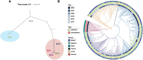 Figure 3 Phylogenetic tree of gut colonized hv-CRKP and pathogenic hv-CRKP. (A and B) Phylogenetic analysis of gut colonized ST11 hv-CRKP and pathogenic ST11 hv-CRKP based on core genome SNPs. SCs are distinguished by different colors. Clade1 (blue oval) was SC5, and Clade 2 (red oval) included SC1, SC2, SC3, and SC4.