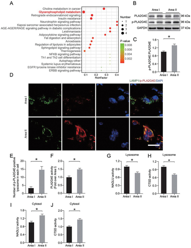 Figure 3. PLA2G4E might induce LMP in the ischemic flap. (A) Pathway analysis showing the top 20 pathways involved in differences between area I and area II. (B) PLA2G4E and p-PLA2G4E protein levels in the skin from both areas on postoperative day 7. (C) Quantification of the phosphorylation level of PLA2G4E in the skin. Data are presented as the means ± SEM (n = 6). (D) Immunofluorescence staining of LAMP1 and p-PLA2G4E in the skin from both areas on postoperative day 7. Scale bars: 10 μm. (E) Comparison of the number of p-PLA2G4E-positive lysosomes in each cell of the dermal layer between area I and area II. Data are expressed as the means ± SEM (n = 6). (F) ELISA results showing the activity of PLA2G4E in the skin from both areas on postoperative day 7. Data are expressed as the means ± SEM (n = 6). (G-J) ELISA results of the activity of lysosomal enzymes (H and J) CTSD and (G and I) NAGLU in lysosomal and cytosolic fractions extracted from the skin of both areas on postoperative day 7. Data are expressed as means ± SEM (n = 6 per group). Significance: *p < 0.05.