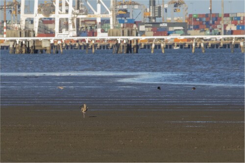 Figure 2. A Far Eastern Curlew in the foreground, towered by port infrastructure in the distance.