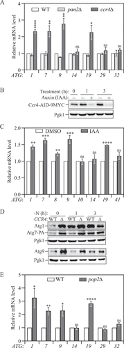 Figure 1. Ccr4-Not is a post-transcriptional repressor of autophagy during growing conditions. (A) WT, ccr4∆ and pan2∆ cells were grown in YPD until mid-log phase. Total RNA was extracted, and the mRNA levels were quantified by RT-qPCR. The mRNA levels of individual ATG genes were normalized to WT cells (set to 1). Mean ± SEM, n ≥ 3 independent experiments. Student’s t-test; *p < 0.05, **p < 0.01, ****p < 0.0001. (B) Ccr4-AID cells were grown in YPD to mid-log phase and treated with either DMSO or 300 μM IAA for 1 and 3 h. Cell lysates were prepared at different time points, and the level of Ccr4-AID-9MYC was analyzed by western blot with anti-MYC antibody. (C) Ccr4-AID cells were grown in YPD to early log phase and treated with either DMSO or 300 μM IAA for 3 h. The mRNA levels of individual ATG genes were quantified by RT-qPCR and normalized to the DMSO treatment group (set to 1). Mean ± SEM, n = 3 independent experiments. Student’s t-test; **p < 0.01, ***p < 0.001, ****p < 0.0001. (D) Atg1, Atg7-PA, and Atg9 protein levels were measured by western blot in WT and ccr4∆ strains under growing conditions and after 1 and 3 h of nitrogen starvation; representative images are shown. (E) WT and pop2∆ cells were grown in YPD until mid-log phase. The mRNA levels were quantified and shown as in Figure 1A. Student’s t-test; *p < 0.05, **p < 0.01, ****p < 0.0001.