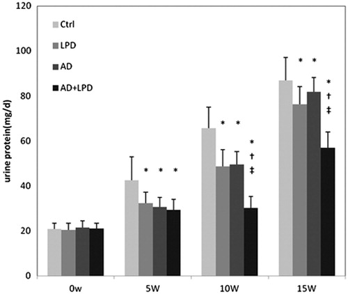 Figure 4. Urine protein characteristics of early-stage CKD rats. Notes: Ctrl, control group; LPD, low protein diet group; AD, AST-120 adsorbent group; and AD + LPD, AST-120 + low protein diet group. *Compared with ctrl rats, p < 0.01. †Compared with AD rats, p < 0.01. ‡Compared with LPD rats, p < 0.01.