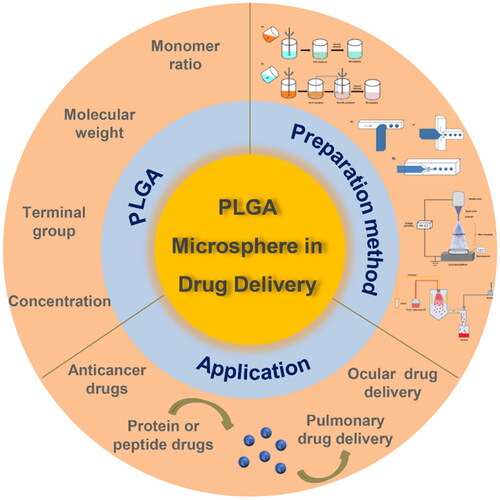 Figure 1. A diagram of PLGA-based biodegradable microspheres in drug delivery.