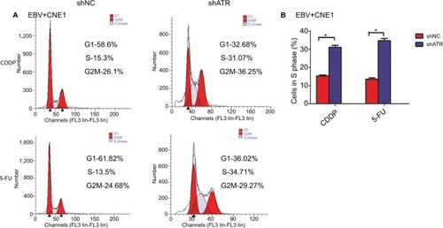 Figure 5 ATRi promotes cell cycle arrest.Notes: (A) shNC- and shATR-transfected cells were exposed to 10 µM CDDP or 25 µM 5-FU for 48 hours, followed by treatment with RNase A+PI and cell cycle evaluation by FCM. (B) Statistics assay for cells in S phase. *P<0.05.Abbreviations: 5-FU, 5-fluorouracil; ATM, ataxia telangiectasia mutation; ATR, ATM and Rad-3 related; ATRi, ATR interference; CDDP, cisplatin; EBV, Epstein–Barr virus; FCM, flow cytometry; PI, propidium iodide.