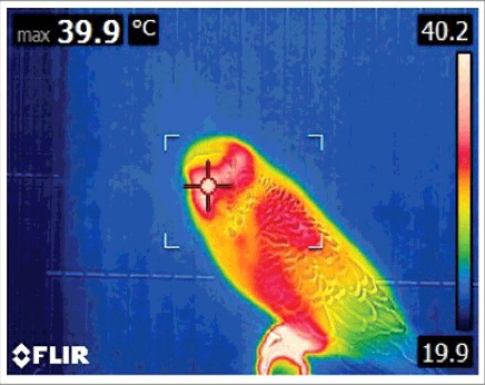 Figure 1. Representative thermographic image depicting the maximum facial temperature (from the cere) of a budgerigar. The cross indicates the “hot spot” within the focal bracket at the center of the image. The temperature scale is depicted on the right.