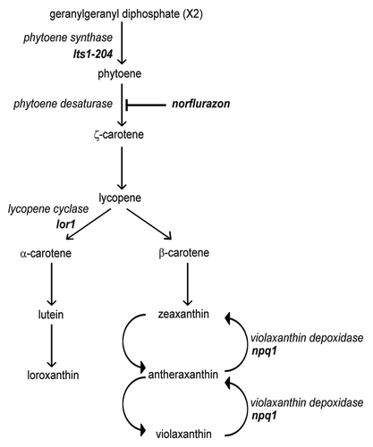 Figure 1. Schematic representation of carotenoid biosynthesis in Chlamydomonas. Mutations in lts1-204 and npq1 lor1 strains are indicated. Norflurazon blocks carotenoid biosynthesis by inhibiting the phytoene desaturase enzyme, the first enzyme of the pathway that converts the colorless phytoene in colored carotenoids in Chlamydomonas.