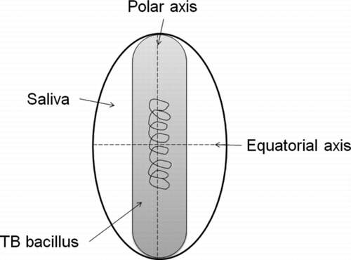 FIG. 4 Illustration of one spheroidal bacterium-laden droplet nucleus.