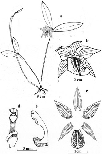 Figura 1. Scaphyglottis clavata. A. Hábito, B. Flor, C. Flor disectada, D. Columna vista frontal, E. Columna vista lateral. Ilustración por F. Tobar de A. J. Pérez et al. 9829