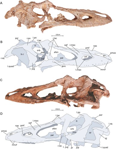 FIGURE 1. Skull of the holotype specimen of Qianzhousaurus sinensis (GM F10004). A, photograph of skull in right lateral view; B, line drawing of skull in right lateral view; C, photograph of skull in left lateral view; D, line drawing of skull in left lateral view. Abbreviations: afen, antorbital fenestra; b.c, braincase; en, external naris; fr, frontals; jcp, jugal cornual process; jlr, jugal lateral rugosities; jpre, jugal pneumatic recess; l. jug, left jugal; l. lac, left lacrimal; l. max, left maxilla; l. po, left postorbital; l. quad, left quadrate; l. sq, left squamosal; ltf, lateral temporal fenestra; mf, maxillary fenestra; mnvf, maxillary neurovascular foramina; nas, nasal; oaf, ovoid accessory foramen; orb, orbit; pal, palatine; par, parietal; pmax, premaxilla; pmf, promaxillary fossa; psp, parasphenoid rostrum; qj, quadratojugal; r. jug, right jugal; r. lac, right lacrimal; r. max, right maxilla; r. po, right postorbital; r. sq, right squamosal.