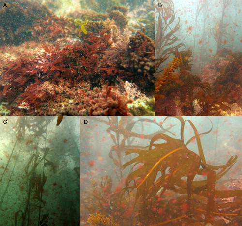 Figure 3. Subtidal habitats at Te Awa Mokihi (Butterfly Bay) in June 2019 with Bonnemaisonia hamifera. A, Numerous clumps settled on bottom associated with various turf and larger foliose algae. B, View of water column with numerous clumps of B. hamifera. C, Free-floating clumps of B. hamifera among Macrocystis forest. D, Non-native thallus of Undaria with B. hamifera.