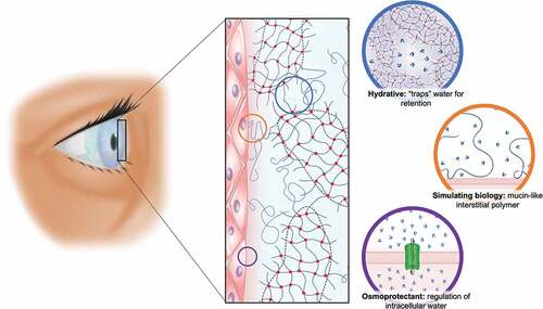 Figure 4. Schematic representation of the fluid gel eye drop upon the cornea, highlighting how the material will aid as an osmoprotectant, by providing tear film retention value through structuring ‘trapping’ of the water. Its hydrophilic nature (potentially) overcomes the loss of mucin seen in dry eye disease: thereby FG technology will go a long way to recapitulating the tear film microarchitecture.