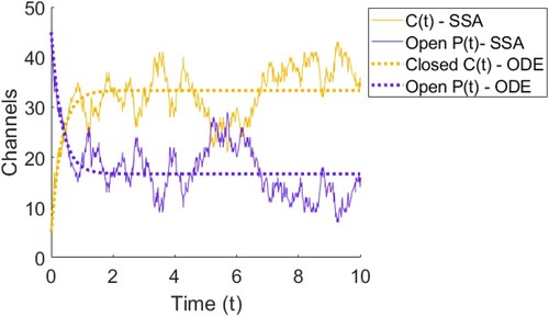 Figure 6. Plot of the solution to the ODE model for ion channels opening and closing in (Equation1(1) dCdt=−k1C+k2P,(1) )–(Equation2(2) dPdt=k1C−k2P.(2) ) with one simulation of Gillespie's Stochastic Simulation Algorithm (SSA) detailed in Section 3.1. We can see that the ODE predicts that C and P will tend smoothly to their steady state values, whereas the SSA will bounce around at the steady state value.