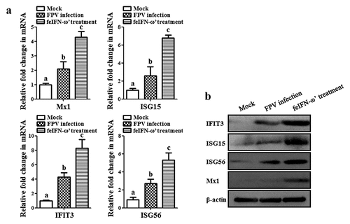 Figure 7. The mRNA transcript levels (a) and protein expression levels (b) of antiviral proteins Mx1, ISG15, ISG56, and IFIT3 in the blood of the cats from each group were detected by SYBR Green I RT-qPCR and Western blot, respectively, using β-actin as internal control. The lowercase letters “a versus b, and b versus c” indicate significant difference of p < 0.05; “a versus c” indicates significant difference of p < 0.01.