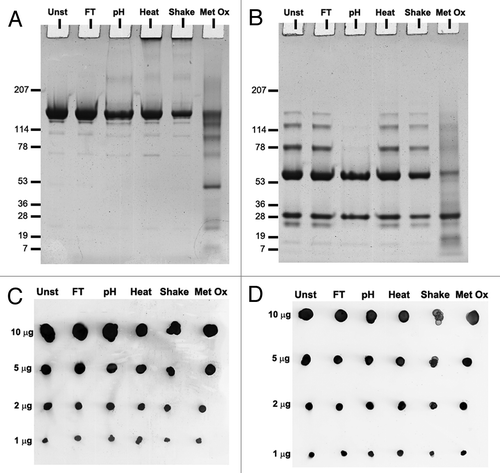 Figure 4. SDS-PAGE gels of unstressed (Unst), freeze-thawed (FT), pH-shifted (pH), heated (Heat), shaken (Shake) and metal-catalyzed oxidized (Metal Ox) IgG formulations stained with Coomassie brilliant blue under (A) non-reducing and (B) reducing conditions. Dot blots of the same formulations detected with (C) monoclonal anti-human κ light chain antibody (D) polyclonal anti-human heavy chain antibody.