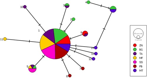 Figure 3. A haplotype network of sequences of the Tylosurus crocodilus samples from the coast of Tanzania. The circle size represents the number of sample sequences in that haplotype. The biggest inner cycle equals 95 samples, while the smallest outer circles represent one sample each. The sampled sites include Zanzibar (ZN), Bagamoyo (BG), Tanga (TA), Mafia (MF), Songosongo (SS), Pemba (PB), and Mtwara (MT).