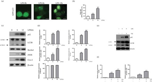Figure 1. LPS induces autophagy in BV-2 cells. (a) GFP-LC3 puncta were observed in GFP-LC3 expressing BV-2 cells treated with LPS (1μg/mL) for the indicated times (0, 6, and 12 h) using a fluorescence microscope. Scale bars represent 200 μm. (b) Graph showing number of GFP-LC3 puncta per cell. (c) Western blot analysis of p62, LC3B, Beclin1, iNOS, and Cox-2 in LPS treated BV-2 cells for 6 and 12 h. (d) Graphs represent quantification of western blot band intensity. (e) Western blot analysis to measure autophagic flux. LPS stimulated BV-2 cells were treated 4h before the cell harvest with chloroquine (100μM). (f) Graphs represent quantification of western blot band intensity. (b), (d) and (f) used one way ANOVA statistical analysis. Data are presented as mean ± SD (n = 3). *p < 0.05, **p < 0.01, and ***p < 0.001.