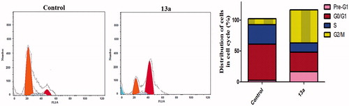 Figure 2. Effect of compound 13a on the phases of cell cycle of HepG2 cells.