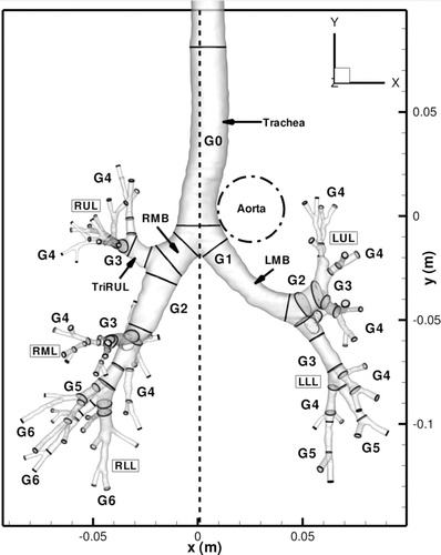 FIG. 2 A CT-based airway geometrical model with branch labels.