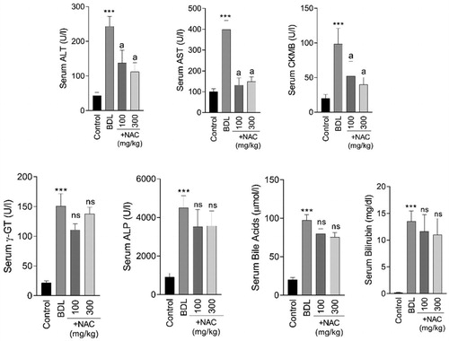 Figure 1. Serum biochemical measurements in bile duct ligated (BDL) rats. NAC: N-acetyl cysteine. Data are given as mean ± SD (n = 8). ***Significantly different as compared with the control group (p < 0.001). aSignificantly different as compared with the BDL group (p < 0.001). ns: not significant as compared with the control group.