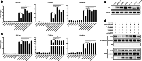 Figure 8. pS273R mutants without protease activity had decreased suppression on IKKε of cGAS-STING pathway. (a) HEK293T cells were co-transfected with 1 μg of each pS273R mutants plus wild type (WT), respectively, and then the cells were harvested and analyzed by Western blotting. (b) HEK293T cells in 96-well plates (2 × 104 cells/well) were co-transfected with 20 ng cGAS-HA and 10 ng STING-mCHERRY, plus 10 ng ISRE-luc or IFNβ-luc or NF-κΒ-luc and 0.2 ng pRL-TK plasmid, along with 10 ng pS273R WT or pS273R mutants, which were normalized to 50 ng/well by vector pCAGGS. at 24 h post-transfection, luciferase activities were detected using Double-Luciferase Reporter Assay. (C) HEK293T cells were co-transfected with 20 ng IKKε, plus 10 ng ISRE-luc or IFNβ-luc or NF-κΒ-luc and 0.2 ng pRL-TK plasmid, along with 10 ng pS273R WT or pS273R mutants, which were normalized to 50 ng/well by vector pCAGGS. After 24 h, luciferase activities were measured. (D) Each pS273R mutants (1 μg) and WT were co-transfected with STING-mCHERRY (1 μg) and IKKε-MYC (1 μg) into 293T cells for 48 h, and then the cells were harvested and subjected for Co-IP using anti-mCHERRY antibody and subsequent Western blot analysis.