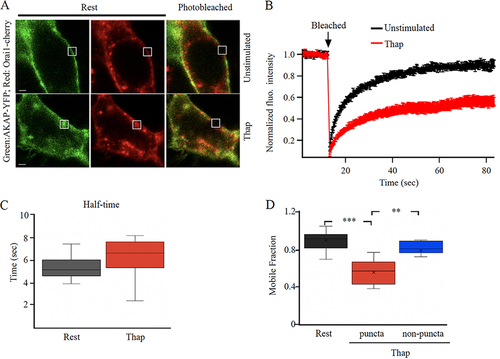 FIG 2 AKAP79-YFP diffusion is reduced in Orai1-containing punctate regions of the cell periphery. (A) Images show expression of AKAP79-YFP and Orai1-cherry at the cell surface in an unstimulated cell and in one treated with thapsigargin (Thap). The photobleached area is shown in white. (B) The time course of FRAP is compared between 15 unstimulated cells and 11 cells treated with thapisgargin. (C) Box plot compares t1/2 for the conditions indicated. In (B) and (C), FRAP was carried out at punctate regions of the membrane after thapsigargin treatment. (D) Mobile fraction is compared for the conditions shown.