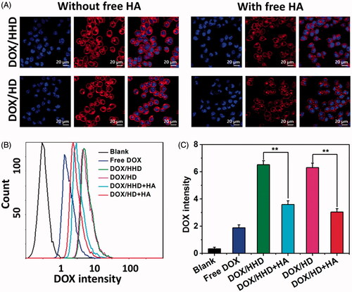 Figure 3. Cellular uptake of DOX in different formulations. (A) Cellular uptake of DOX-loaded micelles with or without free HA CLSM (40×). (B) Cellular uptake of DOX in different formulations via flow cytometry. (10 μg/mL DOX concentration).
