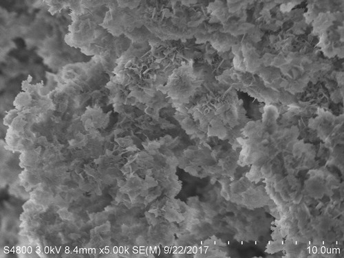 Figure 2. SEM image of the obtained TLL@apatite hNFs.